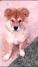 Cachorro raça Chow Chow idade 2 a 6 meses nome Bóris