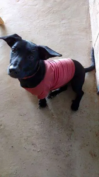 Cachorro ra a Sem Raça definida idade 7 a 11 meses nome Varios