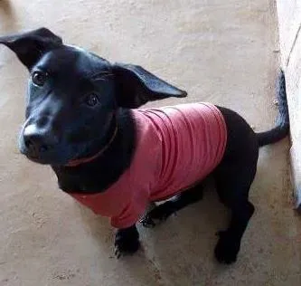 Cachorro ra a Sem Raça definida idade 7 a 11 meses nome Varios