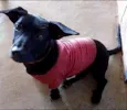 Varios