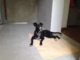 Filó