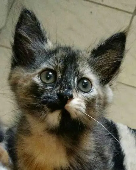 Gato ra a felina idade 2 a 6 meses nome Pagú