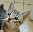 Petit