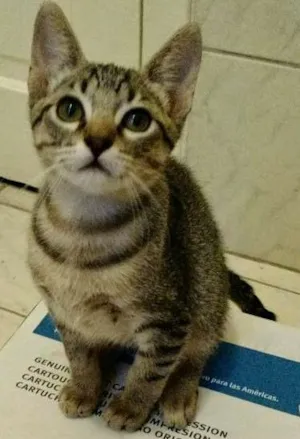 Gato raça felina idade 2 a 6 meses nome Petit 