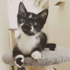 Gato raça SRD idade Abaixo de 2 meses nome Laura
