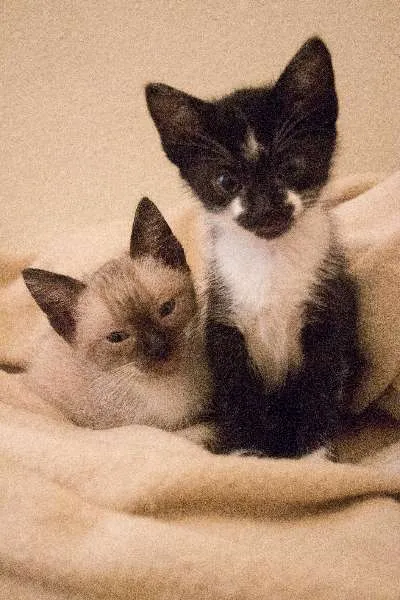 Gato ra a SRD idade Abaixo de 2 meses nome Laura