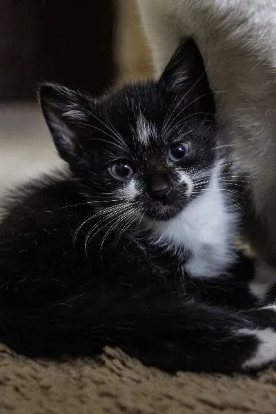 Gato ra a SRD idade Abaixo de 2 meses nome Laura