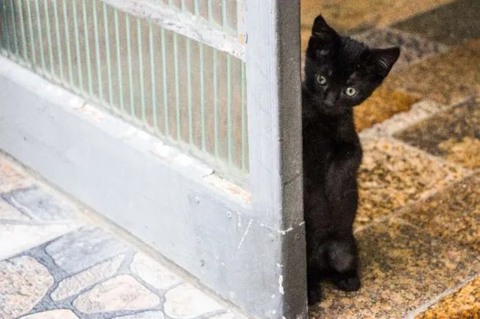 Gato ra a SRD idade Abaixo de 2 meses nome Leo