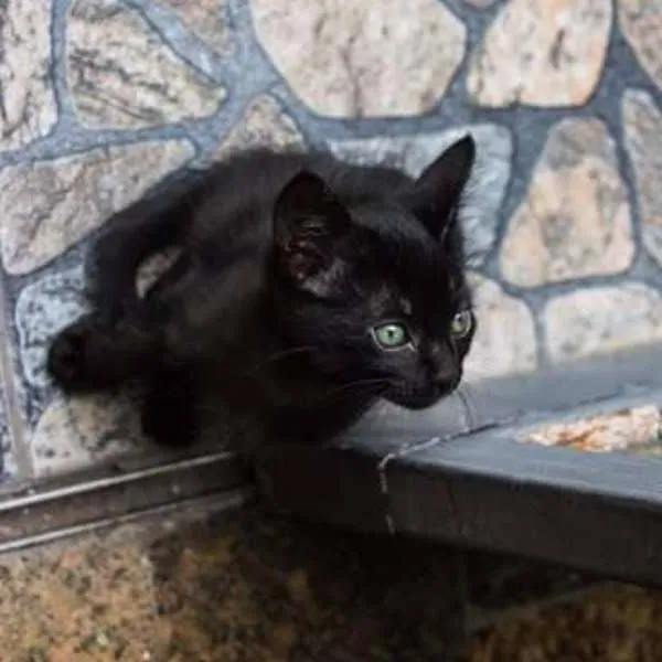 Gato ra a SRD idade Abaixo de 2 meses nome Leo