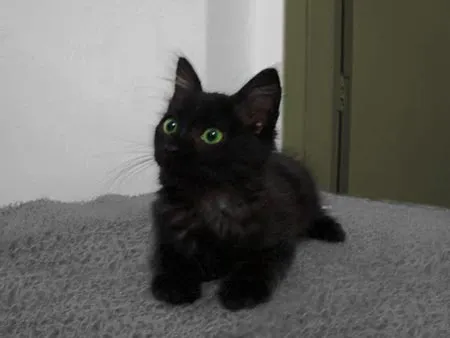 Gato raça - idade 2 a 6 meses nome Sem nome