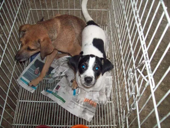 Cachorro ra a SRD idade 7 a 11 meses nome Bolinha