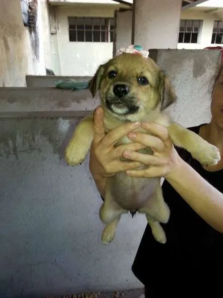 Cachorro ra a SRD idade Abaixo de 2 meses nome Fêmea 1