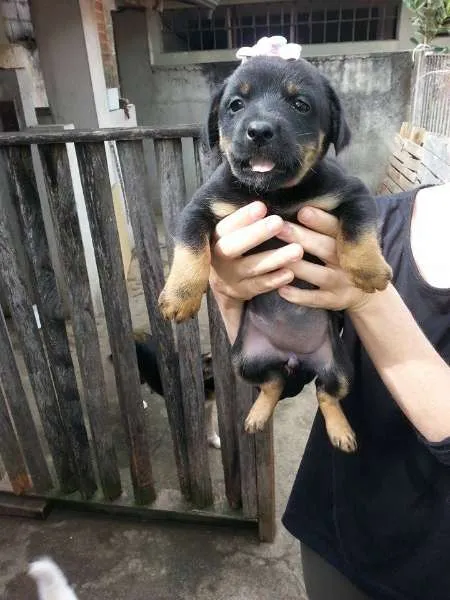 Cachorro ra a SRD idade Abaixo de 2 meses nome Fêmea 2