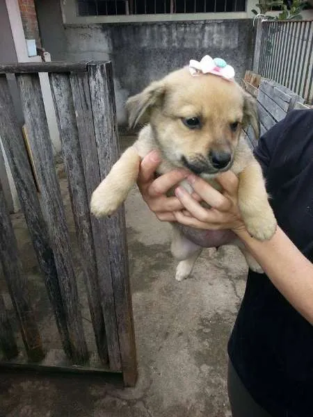 Cachorro ra a SRD idade Abaixo de 2 meses nome Fêmea 3