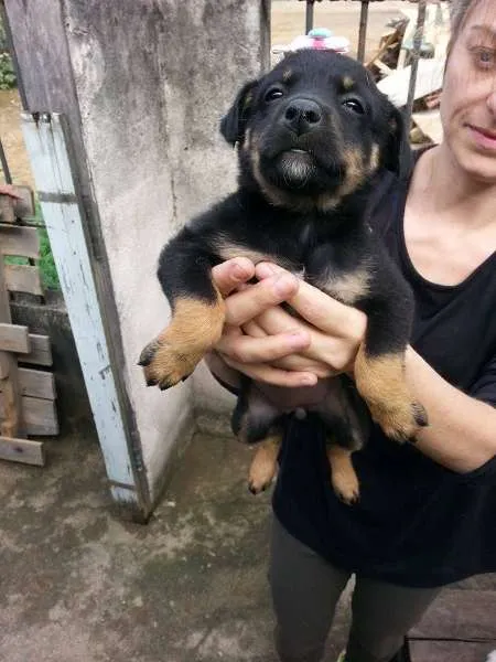Cachorro ra a SRD idade Abaixo de 2 meses nome Fêmea 4