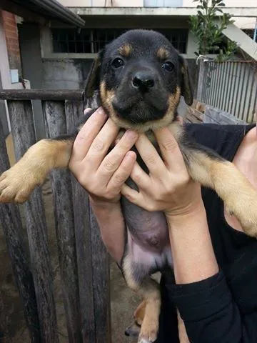 Cachorro ra a SRD idade Abaixo de 2 meses nome Macho 1