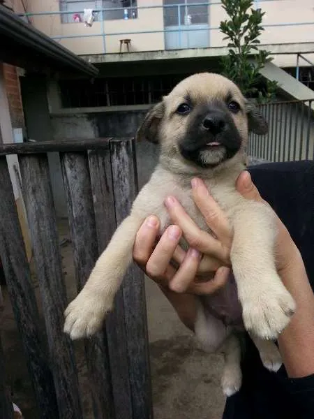 Cachorro ra a SRD idade Abaixo de 2 meses nome Macho 2
