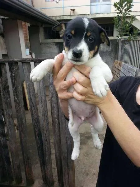 Cachorro ra a SRD idade Abaixo de 2 meses nome Macho 4
