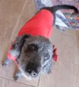 Neguinha
