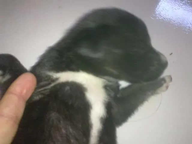 Cachorro raça pequena idade Abaixo de 2 meses nome Pretinha