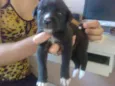 Pretinha