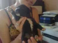 Pretinha