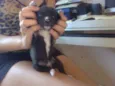 Pretinha
