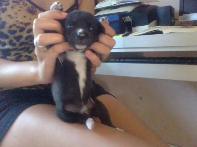 Cachorro raça pequena idade Abaixo de 2 meses nome Pretinha