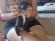 Pretinha