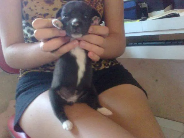 Cachorro raça pequena idade Abaixo de 2 meses nome Pretinha