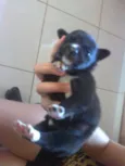 Pretinha