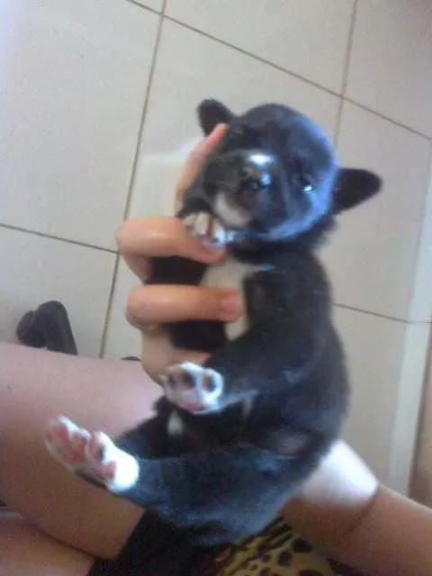 Cachorro raça pequena idade Abaixo de 2 meses nome Pretinha