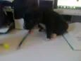 Pretinha
