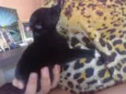 Pretinha