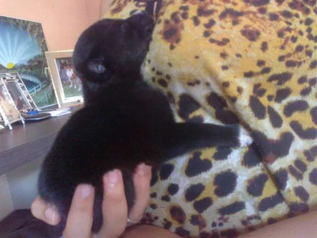 Cachorro raça pequena idade Abaixo de 2 meses nome Pretinha