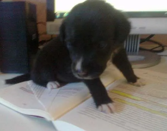Cachorro raça pequena idade Abaixo de 2 meses nome Pretinha