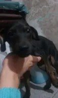Filhotes