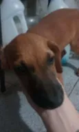 Filhotes