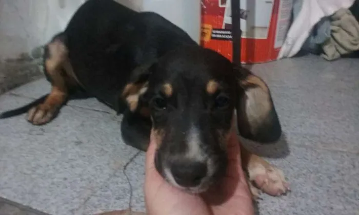 Cachorro ra a SRD idade 2 a 6 meses nome Filhotes