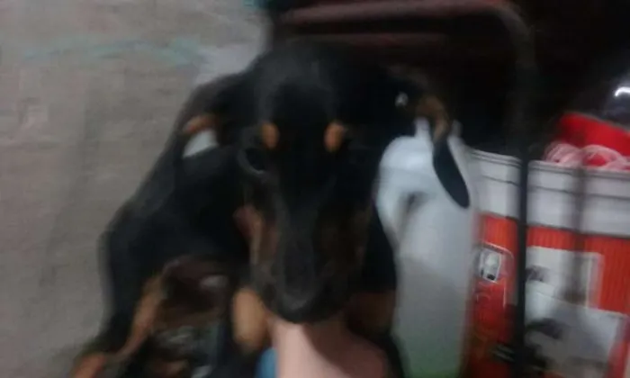Cachorro ra a SRD idade 2 a 6 meses nome Filhotes