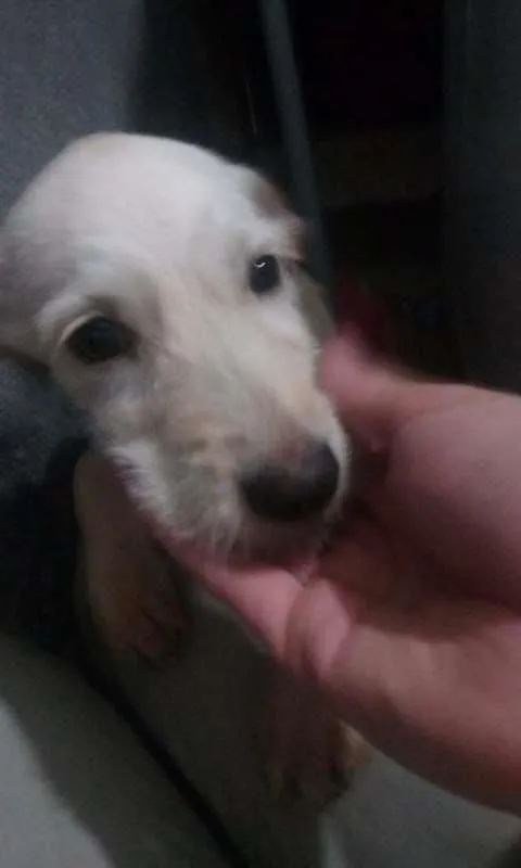 Cachorro ra a SRD idade 2 a 6 meses nome Filhotes