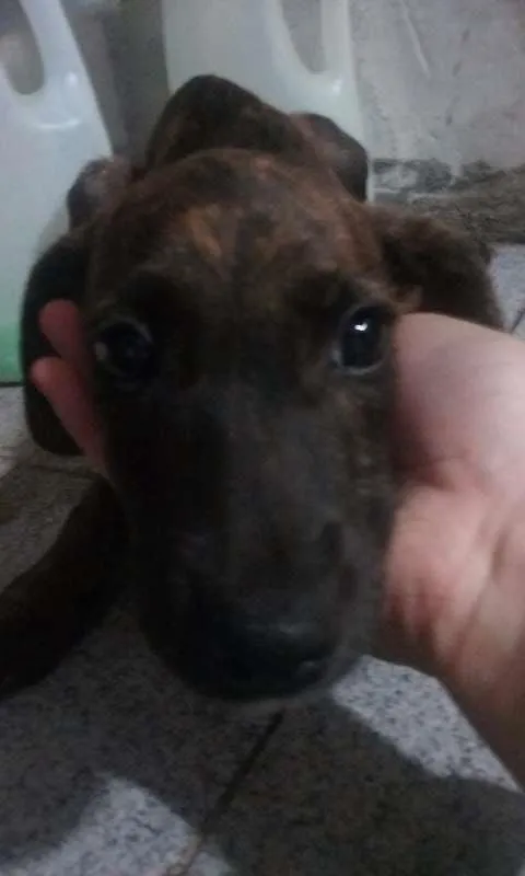 Cachorro ra a SRD idade 2 a 6 meses nome Filhotes