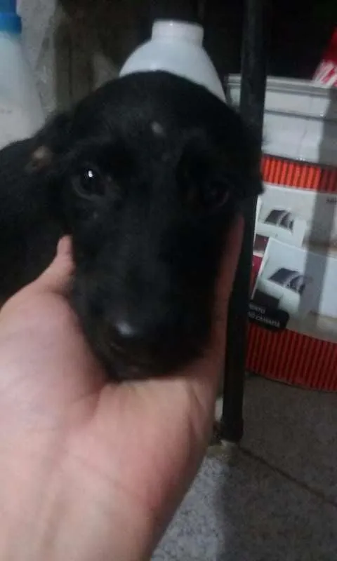 Cachorro ra a SRD idade 2 a 6 meses nome Filhotes