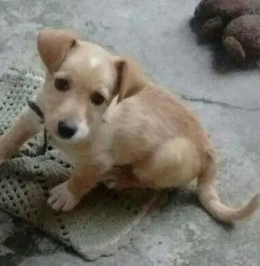 Cachorro ra a srd idade 2 a 6 meses nome Bob