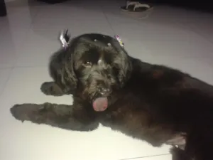 Cachorro raça SRD - POODLE COM CHOW CHOW idade 3 anos nome CINDY