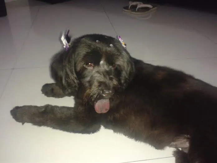 Cachorro ra a SRD - POODLE COM CHOW CHOW idade 3 anos nome CINDY