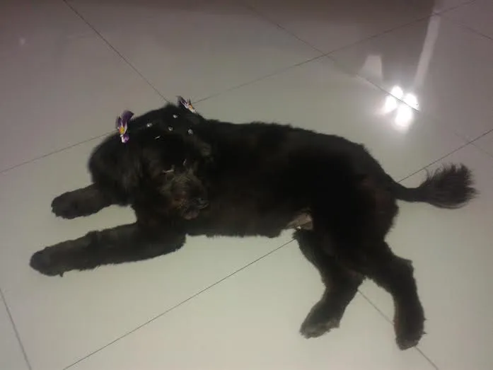 Cachorro ra a SRD - POODLE COM CHOW CHOW idade 3 anos nome CINDY
