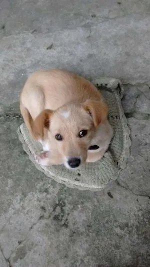 Cachorro raça srd idade 2 a 6 meses nome Bob