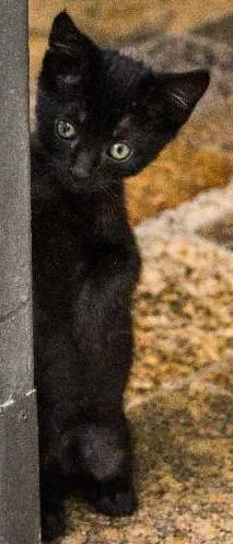 Gato ra a SRD idade Abaixo de 2 meses nome Leo