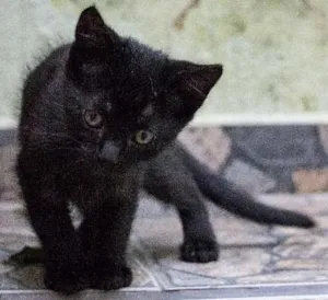 Gato raça SRD idade Abaixo de 2 meses nome Leo